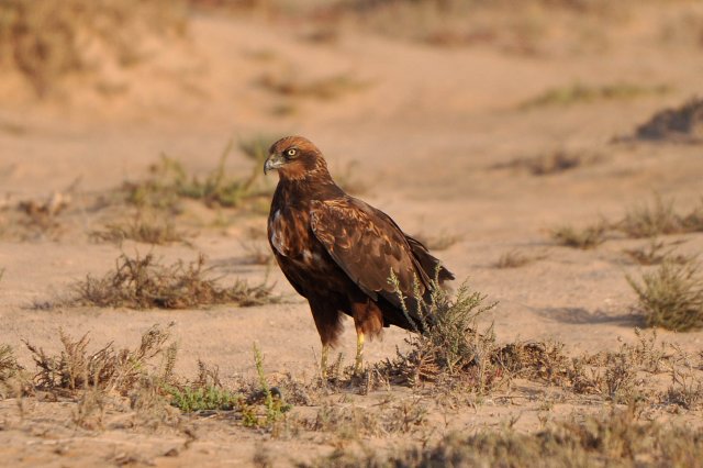 Busard des roseaux / Western Marsh Harrier